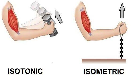 isometric vs isotonic exercise