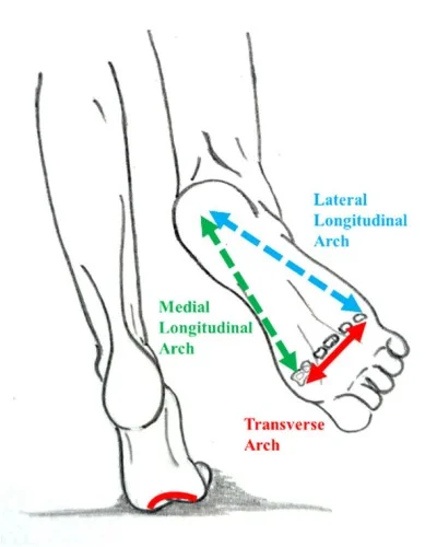 arches of the foot