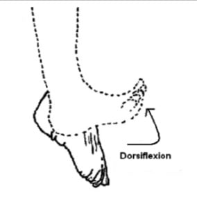 Toe and ankle dorsiflexion