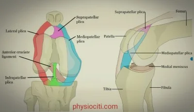 plica anatomy- physiociti.com