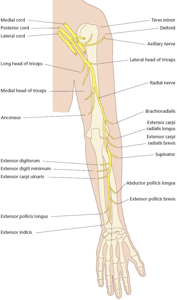 radial nerve course