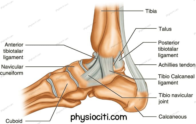 ankle joint anatomy